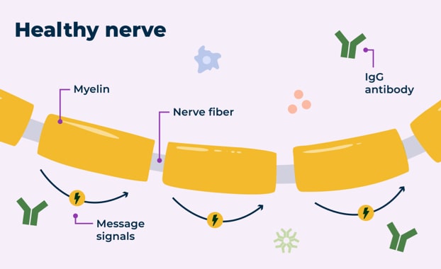 In a healthy nervous system, nerve cells send information to and from the brain efficiently.